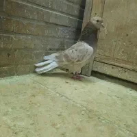 کبوتر خوش خال