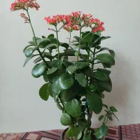 گل قاشقی  سرحا وزیبا