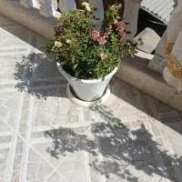 فروش گل های ۷ رنگ با گلدان بزرگ