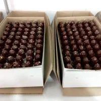 پخش مستقیم بستنی زمستانی