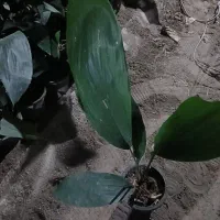 برگ گل عبائی