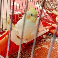 عروس هلندی|پرنده|مهدی شهر, |دیوار