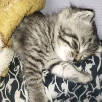 سرپرستی گربه