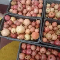فروش انار شیرین دو مزه|خوردنی و آشامیدنی|سیدان, |دیوار