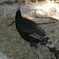 بوقلمون|حیوانات مزرعه|چرام, |دیوار