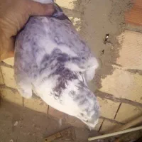 گمشده کفتر|حیوانات|نیشابور, مازول|دیوار