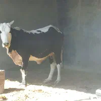 گاو سیستانی