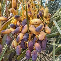 پاجوش مجول،پیارم وزاهدی باتعهد ثبتی و بیمه کشاورزی