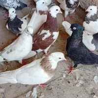 کبوتر رنگی|پرنده|شادگان, |دیوار