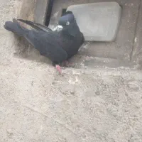 زاغ آبادانی