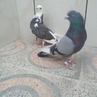 کبوتر شازده  ابلق سبز تهرونی  اصل|پرنده|اصفهان, کوی امیریه|دیوار