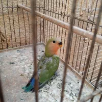 جوجه طوطی برزیلی