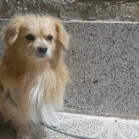 سگ سایز ریز جسه پامرین اشپیتز