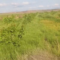 باغ-پسته