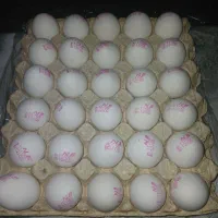 شانه‌تخم‌مرغ‌بفروش‌میرسد