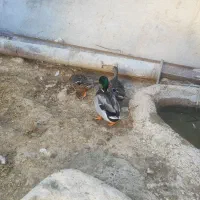 اردک پروازی کله سبز