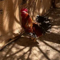 دو خروس گلین محلی و یک خروس ایام سمانی