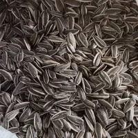 تخمه کانادایی|عمده‌فروشی|بیلوار, |دیوار