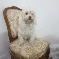 سگ پشمالو
