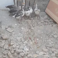 غاز