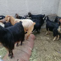 گوسفند. بز