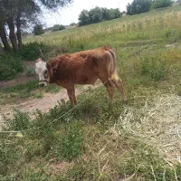 گوساله سمینتال