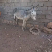 الاغ