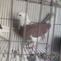 کفتر تهرانی ساعتی