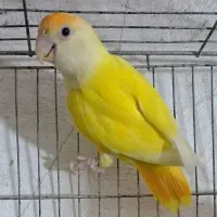 طوطی برزیلی بالغ