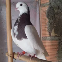 فروش کبوتر|پرنده|ساری, |دیوار