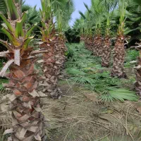 فروش تعداد 500 اصله درخت پالم واشنگتن|خدمات باغبانی و درختکاری|سرخرود, |دیوار