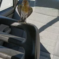 سهره قناری دستی