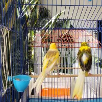 یک جفت قناری رسمی بلند