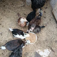 مرغ و جوجه گلین|حیوانات مزرعه|شوشتر, |دیوار