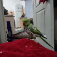 طوطی ملنگو کاملا رام ودستی