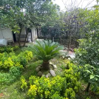 فروش شمشاد طلایی