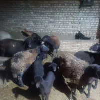 میش وبره|حیوانات مزرعه|طاغنکوه, |دیوار