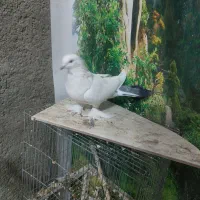 کبوتر ماده|پرنده|شهرکرد, |دیوار