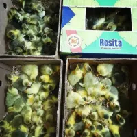فروش غاز محلی وقوغاز