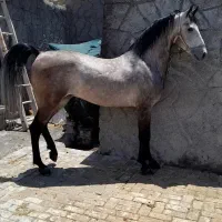 خریدار اسب مادیان پالونی|اسب و تجهیزات اسب‌سواری|برخوار, |دیوار