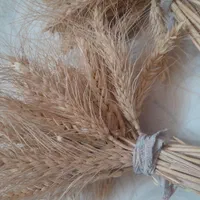 گندم زرد خوشه ای|گل و گیاه طبیعی|اهواز, فاز ۲ پادادشهر|دیوار