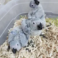 جوجه کاسکو 45 روزه