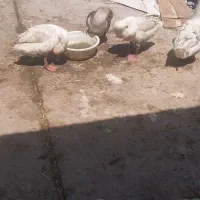 فروش تعدادی غاز نر و ماده تخمگذار و مرغ تخمگذار