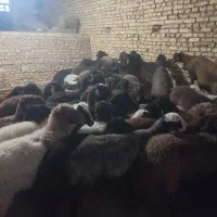 افشاری آبستن و میش و بره