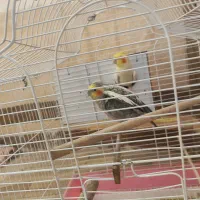 عروس هلندی|پرنده|ایرانشهر, |دیوار