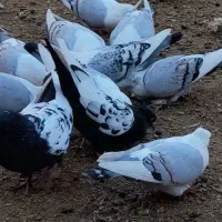 کبوتر ساتن پشت‌ابی