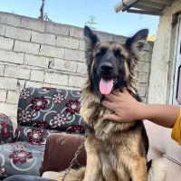 ژرمن شولاین|سگ|قائمشهر, |دیوار