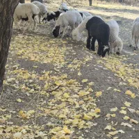 بره نر|حیوانات مزرعه|رابر, |دیوار