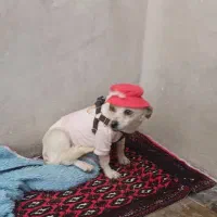 سگ پاکوتاه
