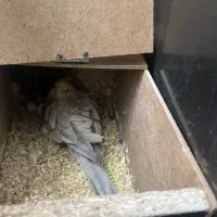 عروس هلندی نروماده بالغ